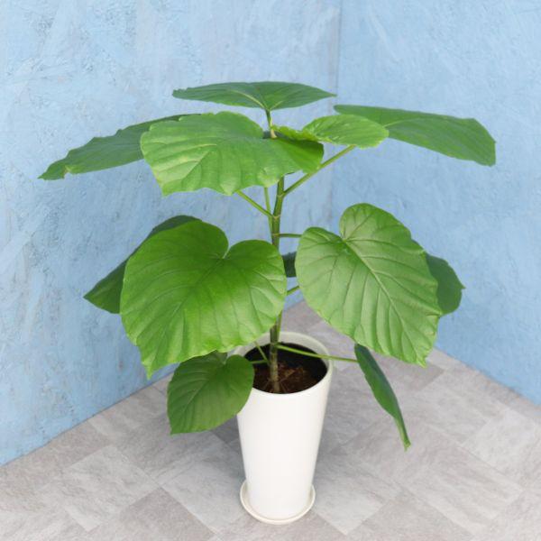 観葉植物 ウンベラータ 6寸丸高陶器 白 メーカー直送観葉植物 umbe06