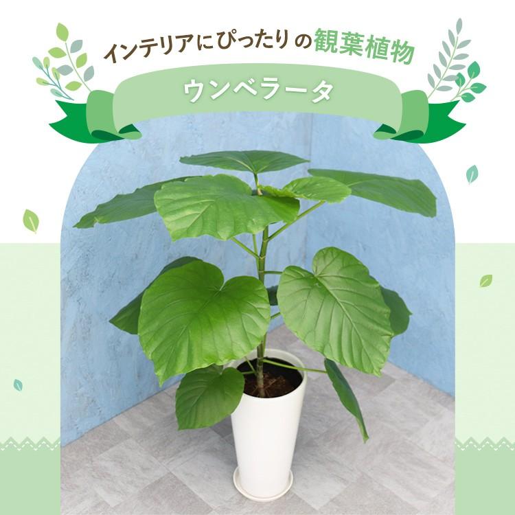 観葉植物 ウンベラータ 6寸丸高陶器 白 メーカー直送観葉植物