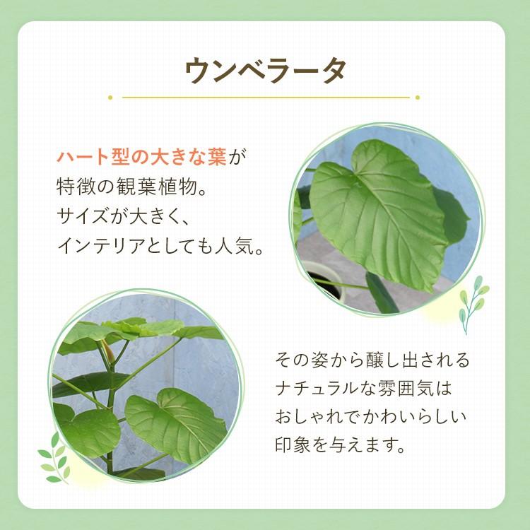 観葉植物 ウンベラータ 6寸丸高陶器 白 メーカー直送観葉植物 umbe06-007｜hcgooday｜03