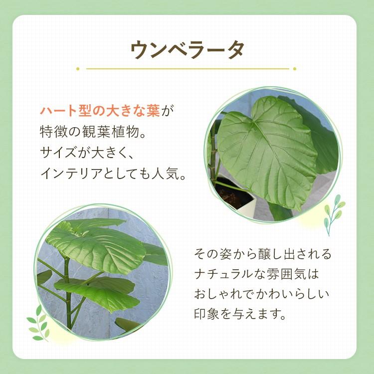 観葉植物　ウンベラータ フィカス ウンベラータ I インドアプランツ I プラントソサエティ
