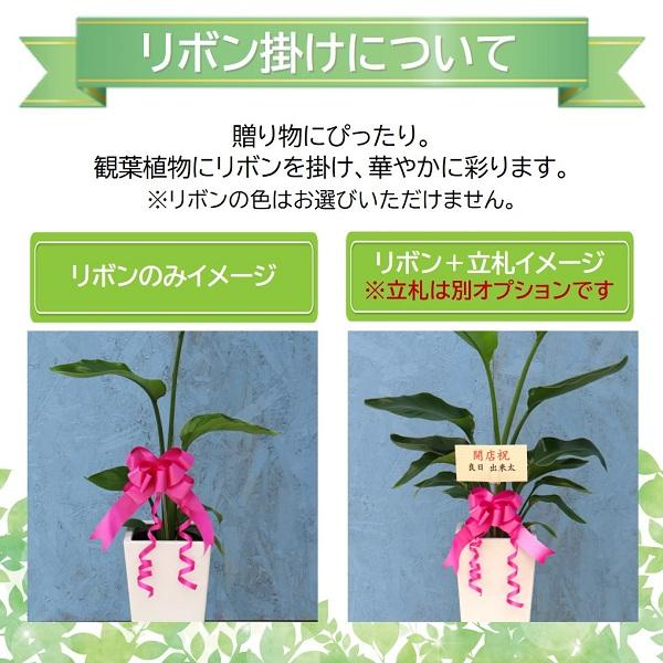 リボンのみ （メーカー直送観葉植物専用オプション） wrap-RIB｜hcgooday｜02