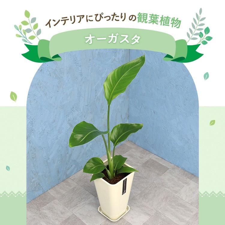 観葉植物 オーガスタ 6寸カラーポット 鉢の色は選べる3色 白or赤 観葉植物 オーガスタ 6寸カラーポット 鉢の色は選べる3色 白or赤