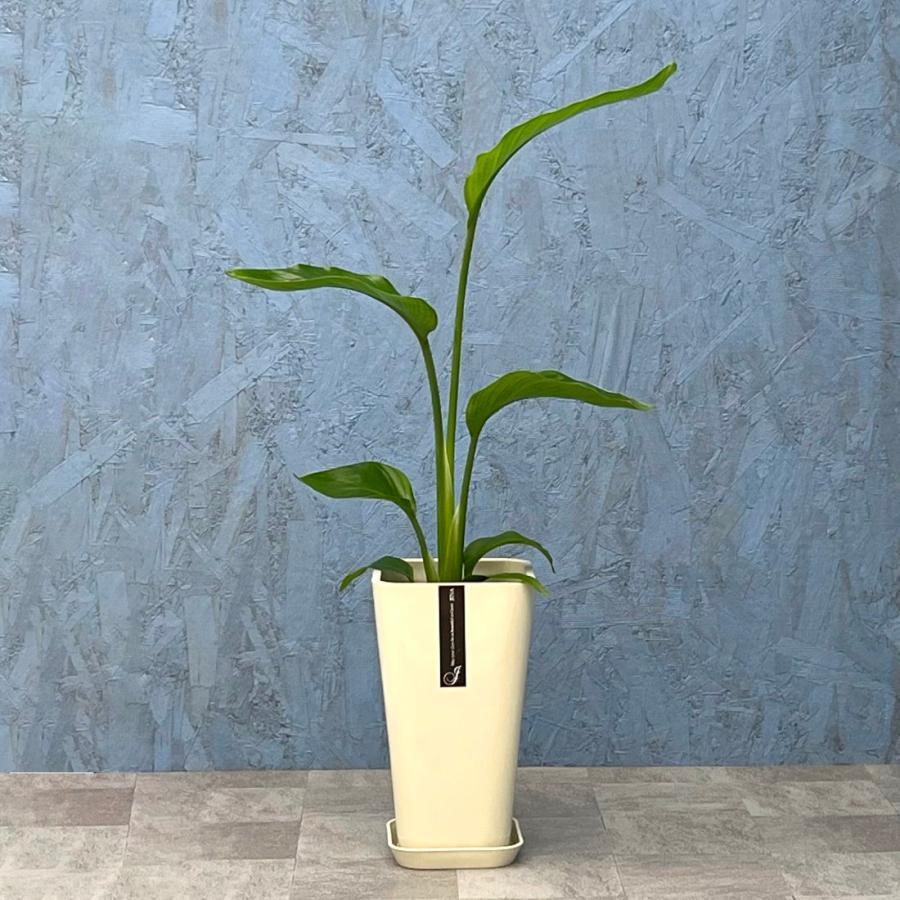 観葉植物 オーガスタ 6寸カラーポット 鉢の色は選べる3色 白or赤