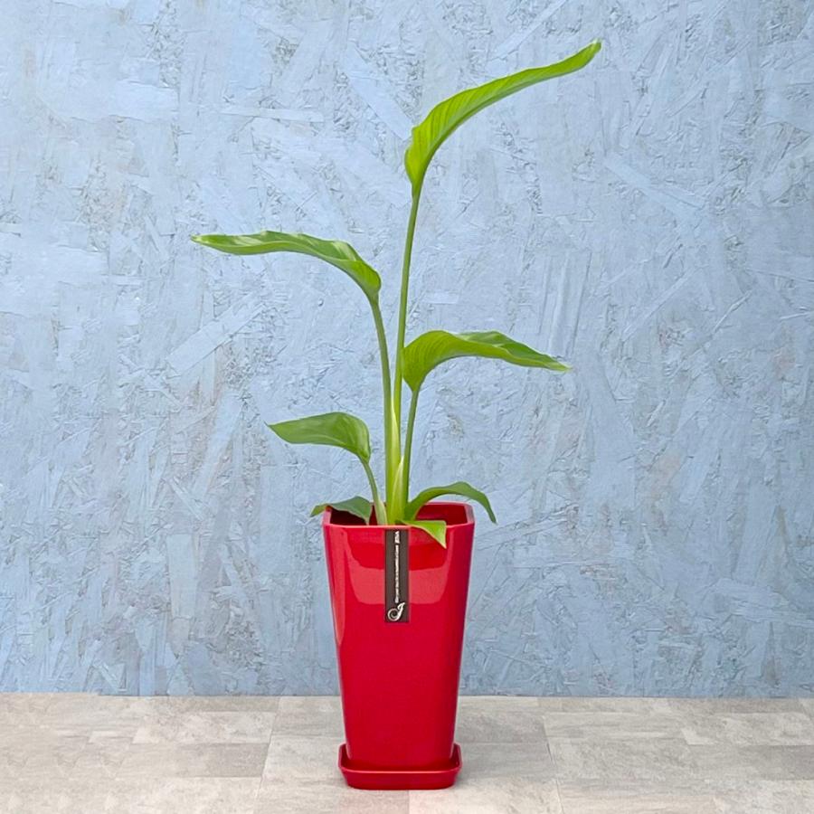 観葉植物 オーガスタ 6寸カラーポット 鉢の色は選べる3色 白or赤 観葉植物 オーガスタ 6寸カラーポット 鉢の色は選べる3色 白or赤