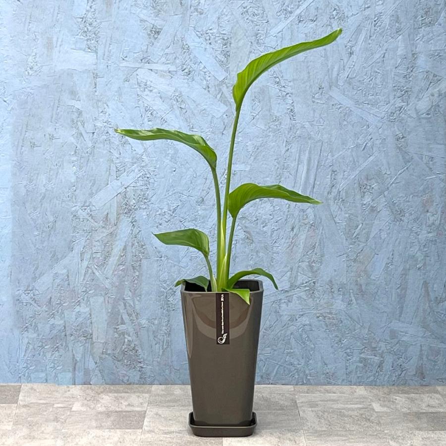 観葉植物 オーガスタ 6寸カラーポット 鉢の色は選べる3色 白or赤 観葉植物 オーガスタ 6寸カラーポット 鉢の色は選べる3色 白or赤