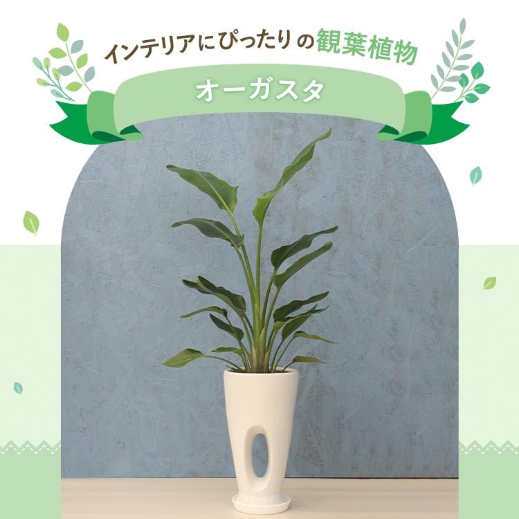 超特大　オーガスタ　白花　幹あがり古木　気根　鉢植え 超特大 オーガスタ 白花 幹あがり古木 気根 鉢植え