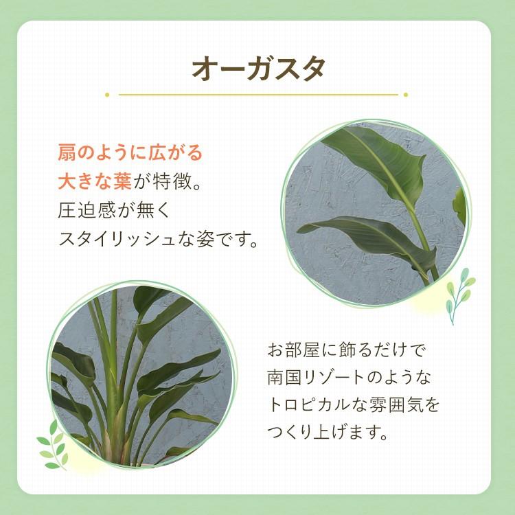 観葉植物 オーガスタ 7寸穴高陶器 鉢の色は選べる3色 白or赤or黒