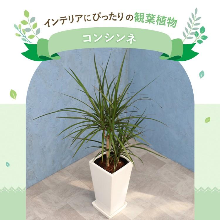 観葉植物 コンシンネ 6寸角高陶器 鉢の色は選べる2色 白or黒 メーカー直送観葉植物 conc06｜hcgooday｜04