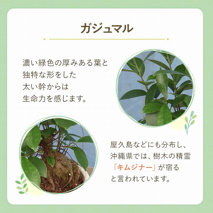 観葉植物 ガジュマル 4寸利休陶器 鉢の色は選べる2色 白or黒 メーカー直送観葉植物 gaju04｜hcgooday｜05