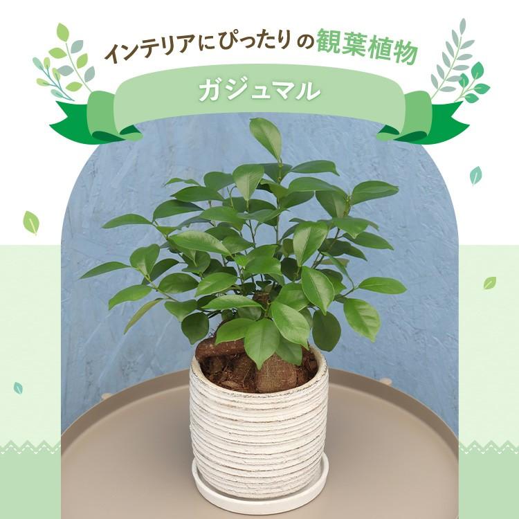 観葉植物 ガジュマル 5寸利休陶器 鉢の色は選べる2色 白or黒 メーカー直送観葉植物 gaju05｜hcgooday｜04