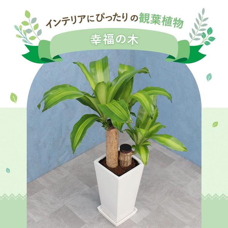 観葉植物 幸福の木 6寸角高陶器 鉢の色は選べる2色 白or黒 メーカー
