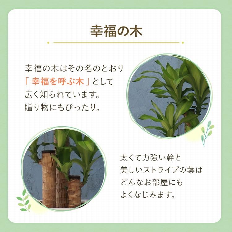 観葉植物 幸福の木 7寸角高陶器 鉢の色は選べる2色 白or黒