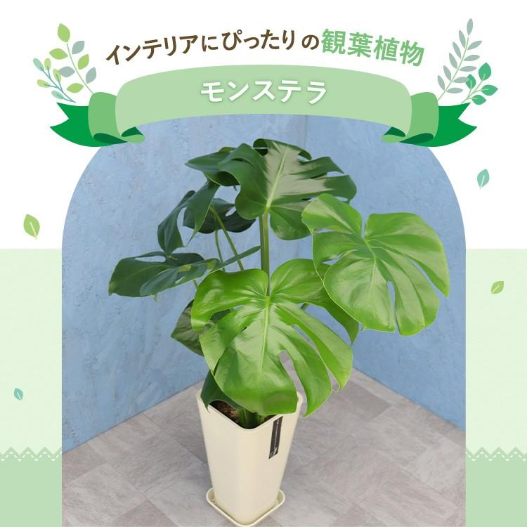 観葉植物 モンステラ 6寸カラーポット 鉢の色は選べる3色 白or赤