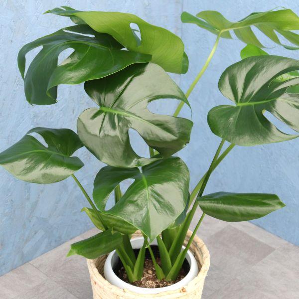 観葉植物 モンステラ 6寸カゴ 選べるカゴ4種 白or茶orミックスor