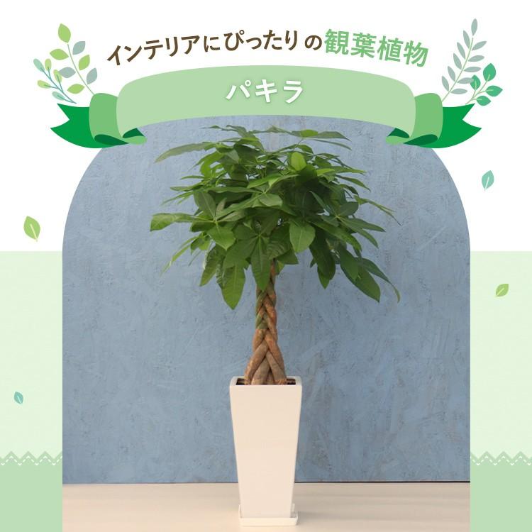 その他観葉植物 Nao Amazon｜ガジュマル 観葉植物 本物 虫がわかない FUK GREEN 室内
