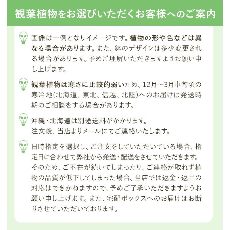 観葉植物 サンスベリア 5寸角陶器 鉢の色は選べる3色 白or赤or黒 メーカー直送観葉植物 sans05｜hcgooday｜10