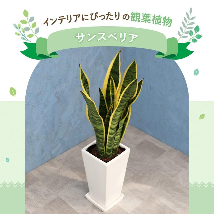 観葉植物 サンスベリア 6寸角高陶器 鉢の色は選べる2色 白or黒