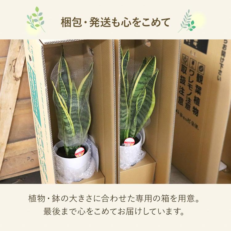 サンスベリア 大きめの観葉植物 白鉢 saisyokukenbi_rg050002