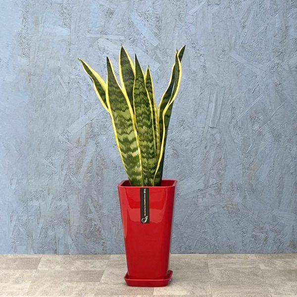 観葉植物 サンスベリア 6寸カラーポット 鉢の色は選べる3色 白or 観葉植物 サンスベリア 6寸カラーポット 鉢の色は選べる3色 白or