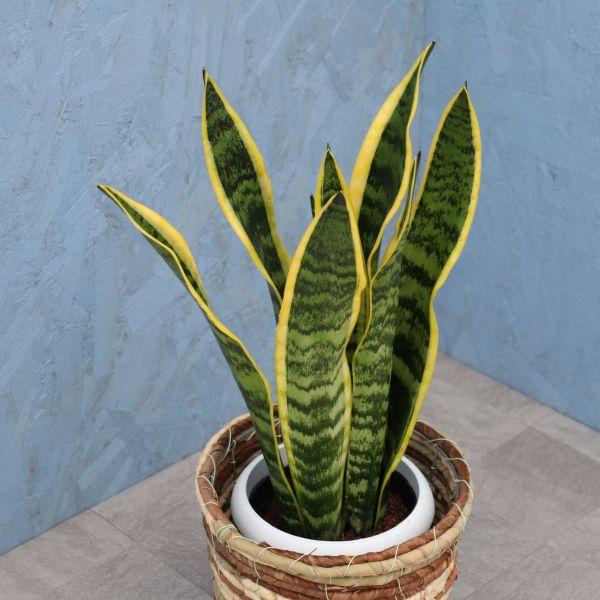 観葉植物 サンスベリア 6寸カゴ 選べるカゴ4種 白or茶orミックスor竹