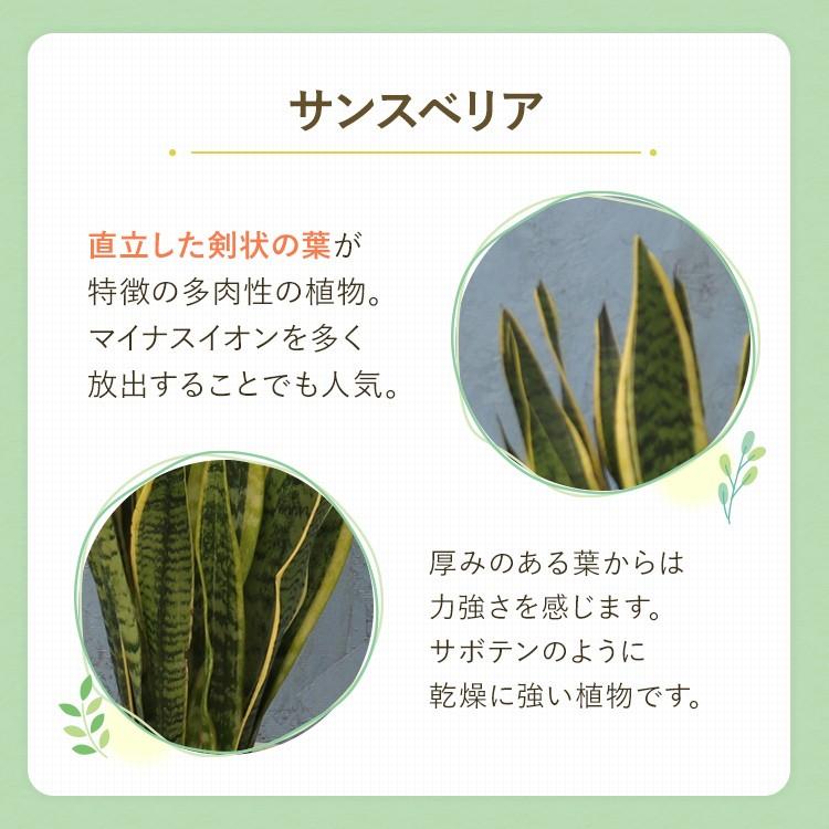 観葉植物 サンスベリア 7寸穴高陶器 鉢の色は選べる3色 白or赤or黒