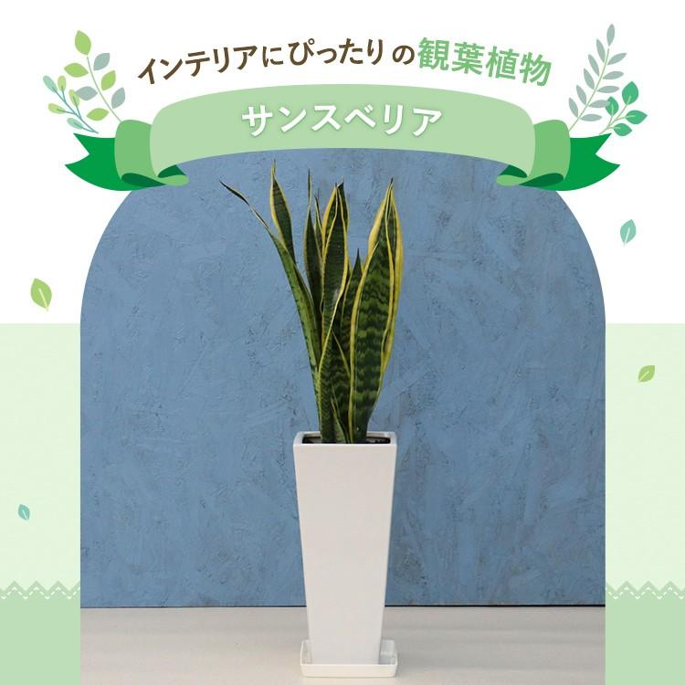 観葉植物 サンスベリア 7寸角陶器スリム 鉢の色は選べる3色 白or赤or黒 
