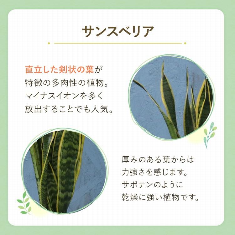 観葉植物 サンスベリア 7寸角陶器スリム 鉢の色は選べる3色 白or赤or黒