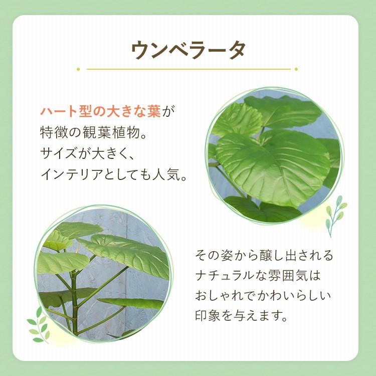 観葉植物 ウンベラータ 6寸角高陶器 鉢の色は選べる2色 白or黒 メーカー直送観葉植物 umbe06｜hcgooday｜05