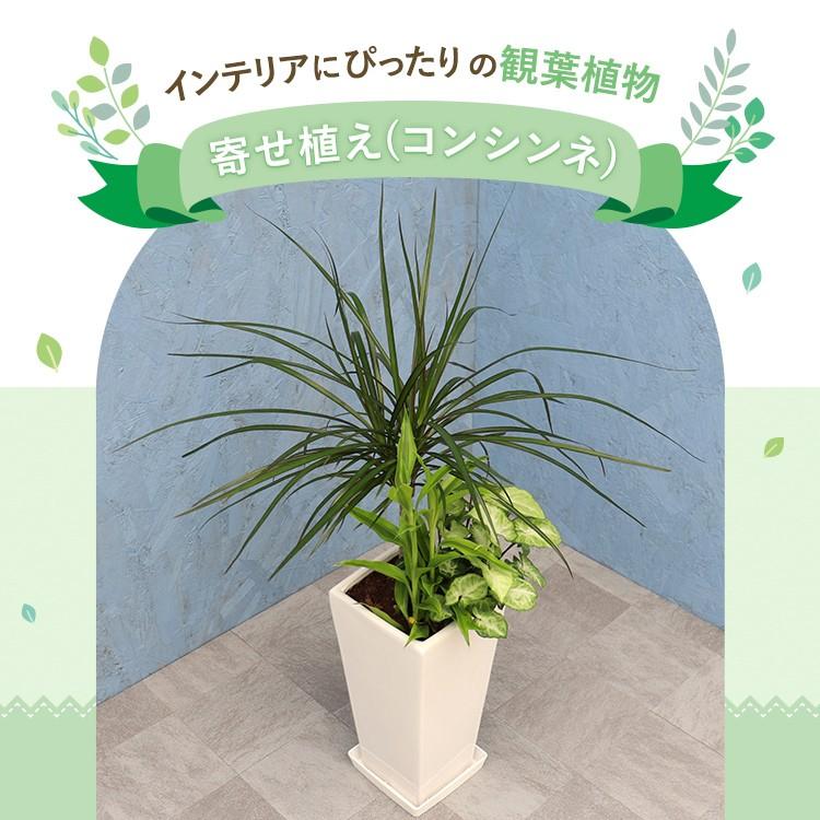 観葉植物 寄せ植え (コンシンネ) 6寸角高陶器 鉢の色は選べる2色 白or
