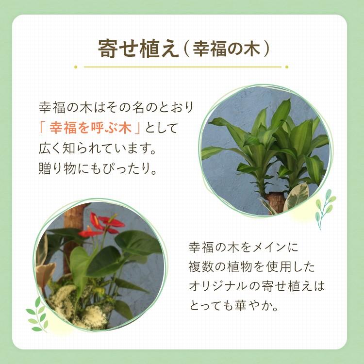 その他観葉植物 yuko Yuko | 今日は比較的過ごしやすい1日でしたね🥰 以前から玄関に