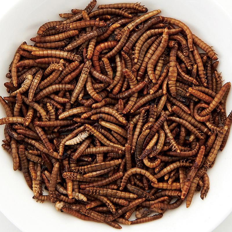 ミルワーム　24箱 ワイルドメニューミルワーム│マルカンの製品一覧｜ペット用品