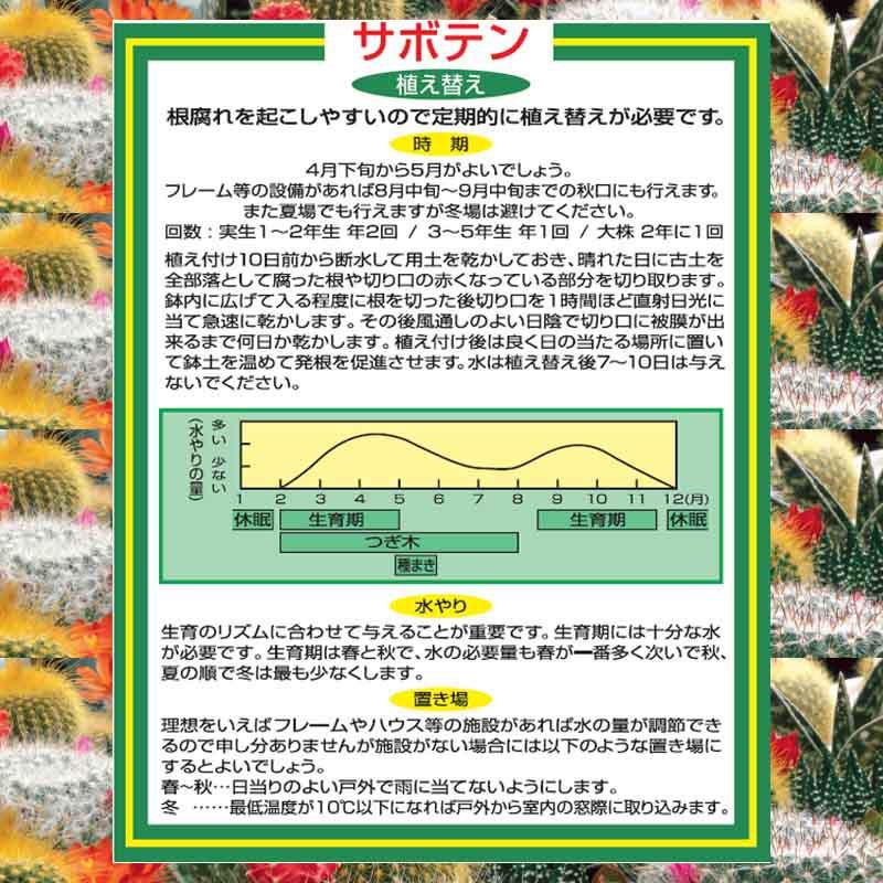 刀川平和農園 サボテン・多肉植物の培養土 10L ガーデニング サボテンの土 多肉植物の土 培養土 そのまま使える｜hcvalor｜02