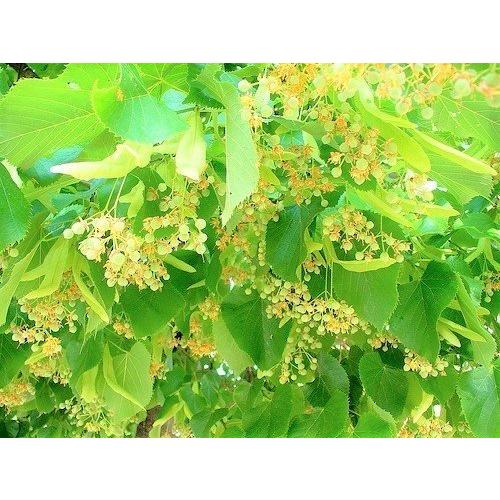 リンデンフラワーabs100 精油 Linden Absolute 菩提樹の花の精油 10ml A B078f7mb3n 1114 He Yaヤフー店 通販 Yahoo ショッピング