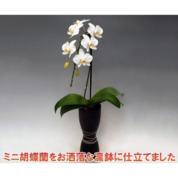 最先端 母の日ギフト 送料無料 ミニ胡蝶蘭 アマビリス1本立ち7輪前後 つぼみ含む 凛鉢 黒色5月1日から5月9日の間にお届け お届け日の指定は出来ません 公式 Zoetalentsolutions Com
