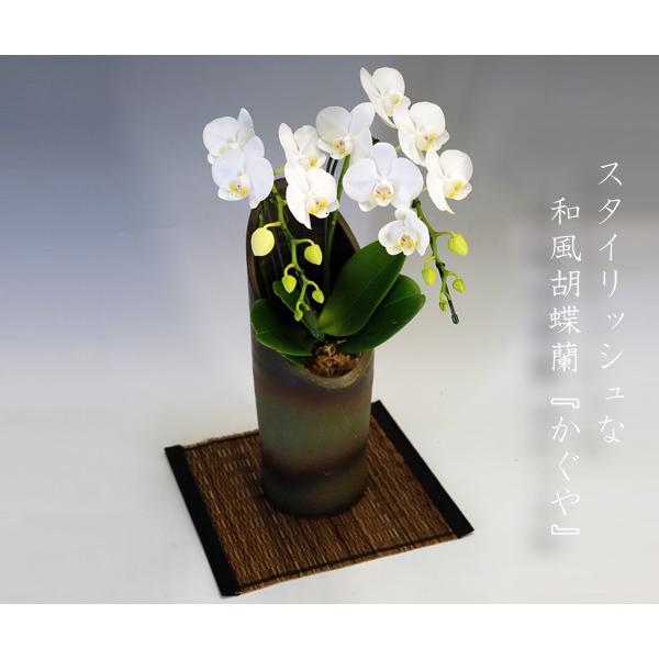 和風胡蝶蘭 アマビリス2本立ち14輪前後 つぼみ含む  つぼみ多めでの出荷となります。