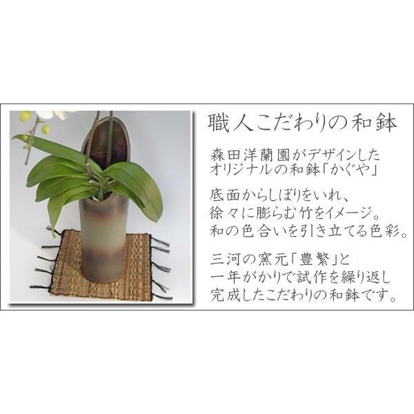 和風胡蝶蘭 アマビリス2本立ち14輪前後 つぼみ含む  つぼみ多めでの出荷となります。_1