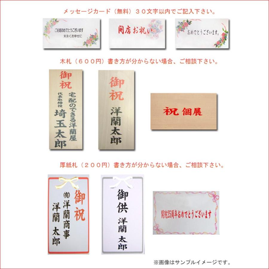 和風胡蝶蘭 アマビリス2本立ち14輪前後 つぼみ含む  つぼみ多めでの出荷となります。_5