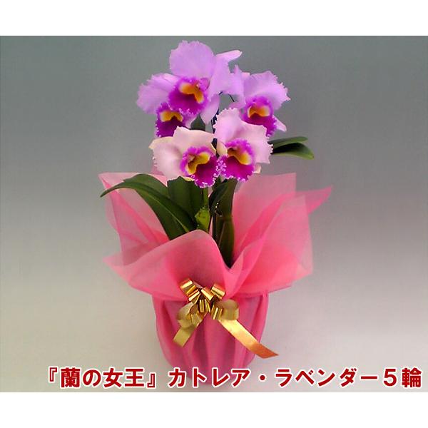 100 本物保証 カトレア 5輪 インパクト大 最高級の洋蘭 産地直送でお届け 蘭の女王 公式の Miamiconservatoryofmusic Com