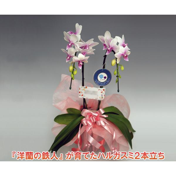 お祝い 母の日に ミディ胡蝶蘭2本立ち ハルガスミ 14輪前後 つぼみ含む  つぼみ多めでの出荷場合あり。★繊細な花のためお届けできない地域あり