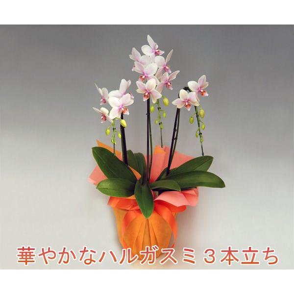 洋蘭の鉄人が育てたミディ胡蝶蘭3本立ち ハルガスミ/ 24輪前後 つぼみ多めでの出荷となります。(配達地域限定商品となりますのでお問い合わせください）