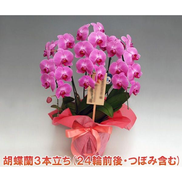 送料無料　ギフト　法人様にも大人気　大輪胡蝶蘭3本立ち24輪以上お約束 （つぼみ含む） ピンク　（沖縄・離島は別途送料見積もり）