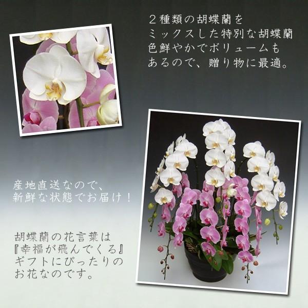 御祝 豪華6本立ち 胡蝶蘭 大輪2色ミックス 6本立ち/60リン以上 普通の