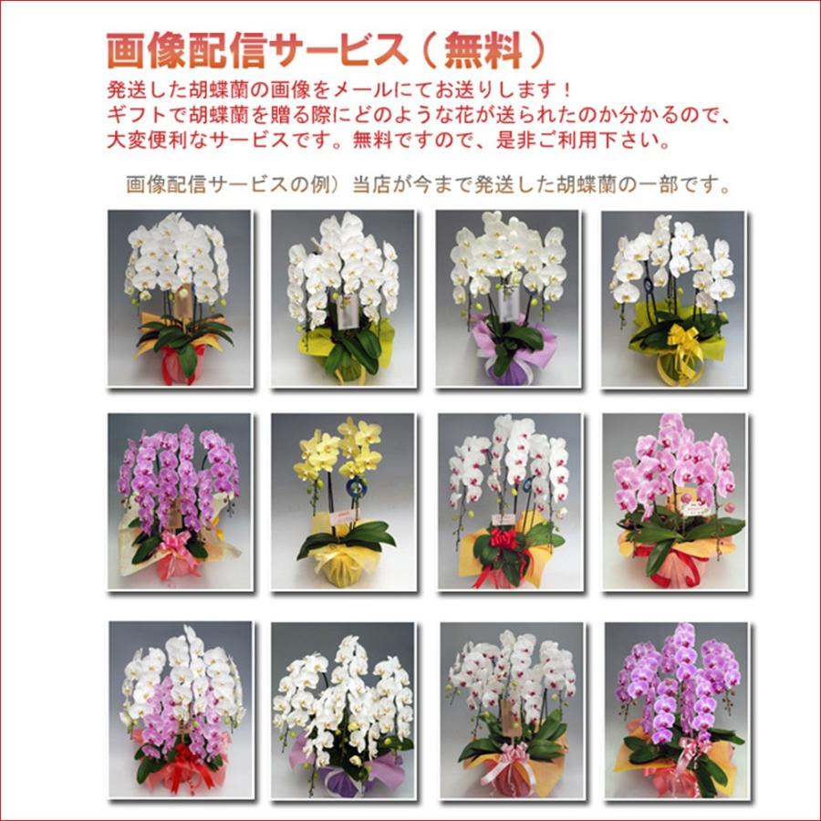 御祝 豪華6本立ち 胡蝶蘭 大輪2色ミックス 6本立ち/60リン以上 普通の
