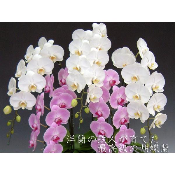 豪華胡蝶蘭 大輪2色紅白ミックス 5本立ち（53輪以上・つぼみ含む) 送料