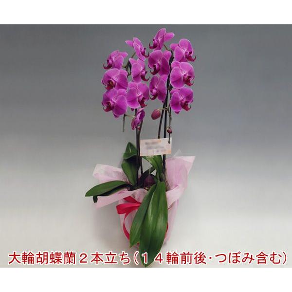 御祝胡蝶蘭 洋蘭の鉄人が育てた胡蝶蘭2本立ち14輪前後 つぼみ含む  ピンク系/プレゼントやご自分用に