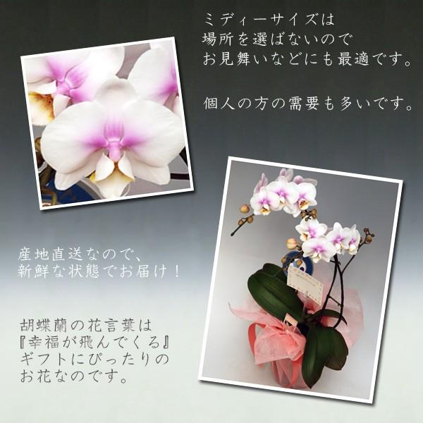 楽天市場 胡蝶蘭2本立ちピンク14輪前後 つぼみ含む お花のプレゼント P2fc 胡蝶蘭産地直送販売店こころ花 通販 Yahoo ショッピング 超目玉 Www Maxipiso Com Ar