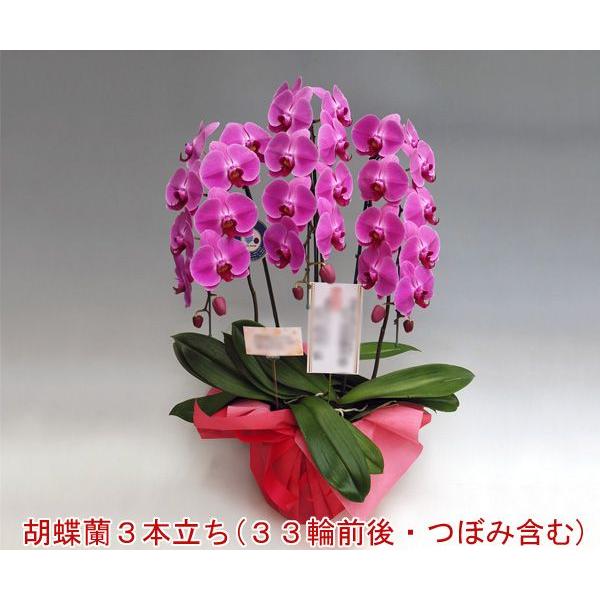 人気特価激安 大輪胡蝶蘭3本立ち 33輪前後 つぼみ含む ピンク ポイント10倍 贈答用に P3f33 胡蝶蘭産地直送販売店こころ花 通販 Yahoo ショッピング 正規店仕入れの Jeannesauve Org