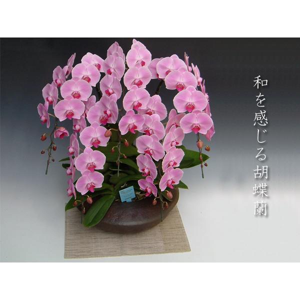 日本最級 和風胡蝶蘭 開店祝い 開業祝い 新築祝い 上場祝いに 豪華胡蝶蘭 洋蘭 大輪ピンク5本立ち 送料無料 開店祝い開業祝に 生花 Lncci La