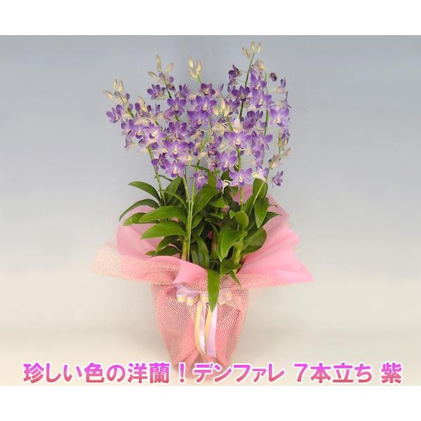 珍しい紫色の洋蘭 デンファレ 7本立ち 紫 花持ちの良い洋蘭です :pden7f:胡蝶蘭産地直送販売店こころ花 - 通販 - Yahoo!ショッピング