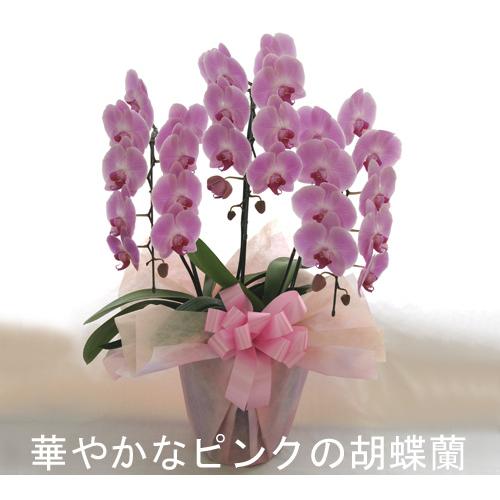 洋幽客 夢見鳥蘭3本立ち 30リン以上 蕾含む  サクラ色 開店祝賀会 開業祝賀会 入会祝賀会に 鉢花-花、ガーデニング